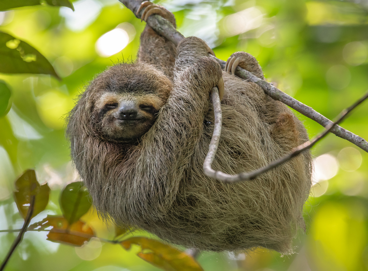 Is it Legal to Own a Pet Sloth in Ohio? » Suhre & Associates, LLC Is it Legal to Own a Pet Sloth in Ohio? » Suhre & Associates, LLC